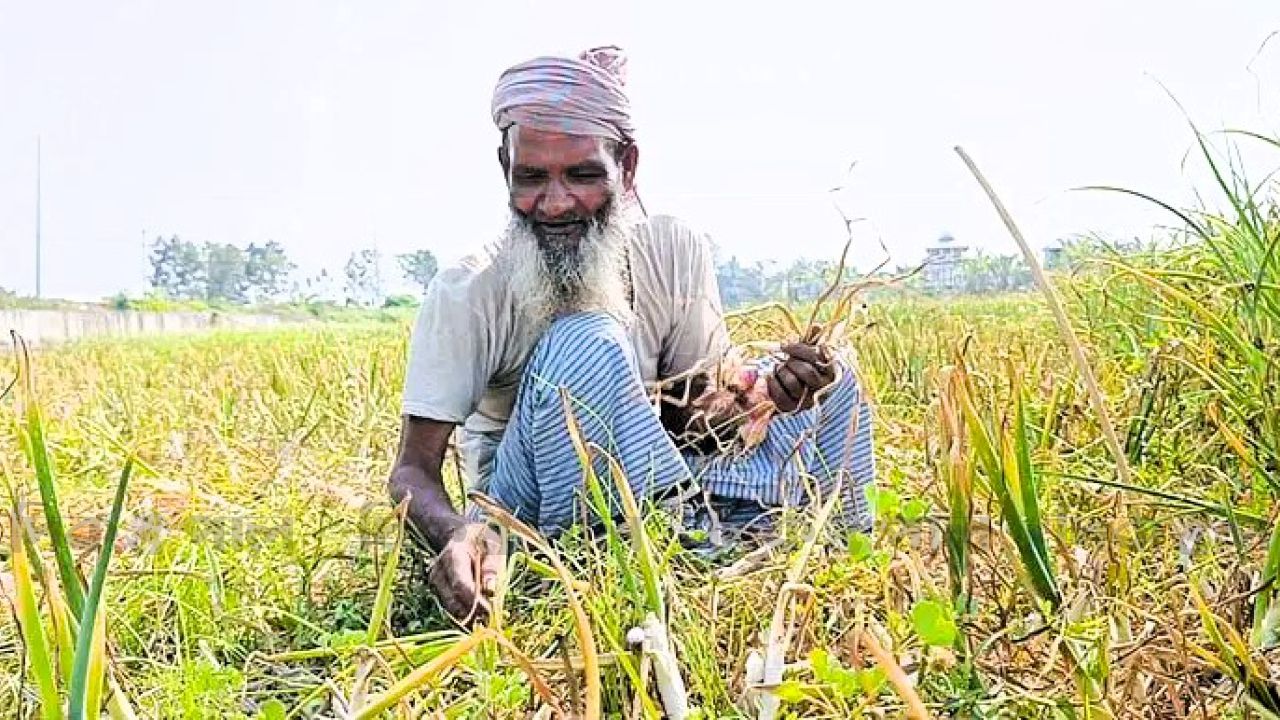 ফসলের দামে হতাশা: ঘাম ঝরিয়েও লাভের মুখ দেখছেন না দেশের অন্নদাতারা