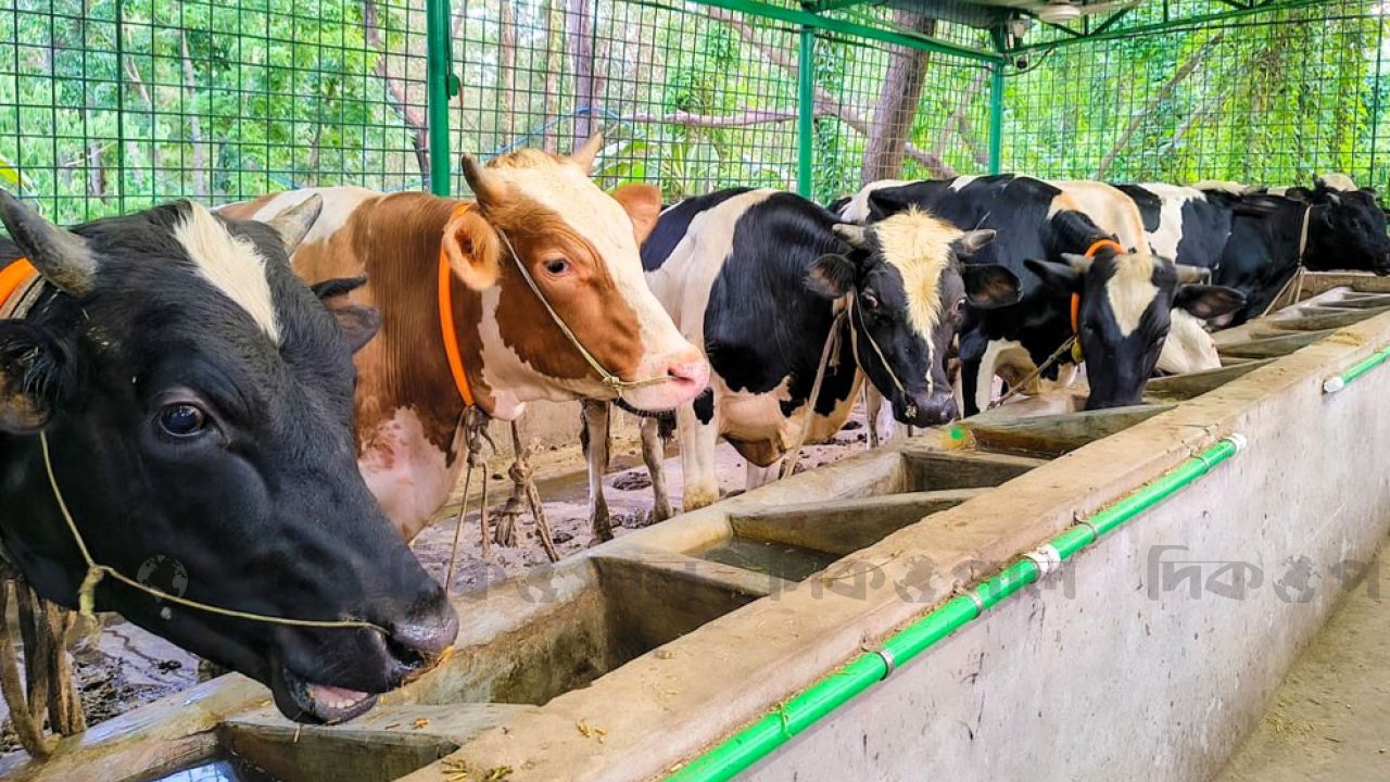 চাহিদা মেটাতে প্রস্তুত কোরবানির পশু রেকর্ড সরবরাহের হাতছানি