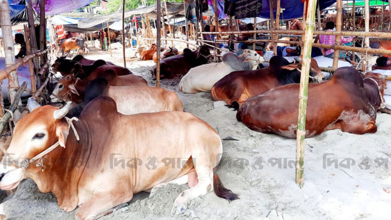 ২০ কোটি টাকার বরাদ্দ, কুরবানির চামড়া রক্ষায় মাঠে কঠোর নজরদারি!