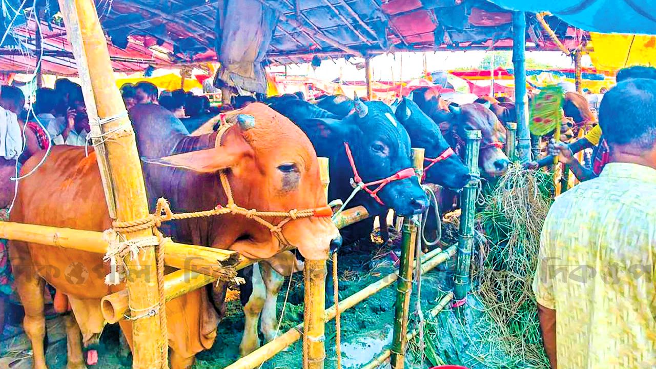 কোরবানির আগে সারা দেশে জমজমাট পশুর হাট, বাড়ছে বেচাকেনা