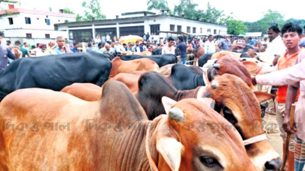 ভারতীয় গরু না থাকায় চাঙ্গা দেশীয় পশু বাজার